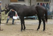 ĸƾ������ (CAPTAIN FORCE ONE) ����