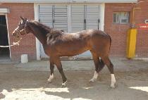 �Ŀ������� (POWER FORCE ONE) ����