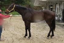 �Ƹ޸�ĭ������ (AMERICAN FORCE ONE) ����