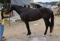 ���ں� (ECHO BILL) ����