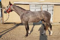 �轺�� (SOCKS GO) ����