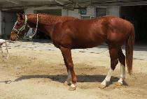 Ʈ����Ʈ (TWIN JET) ����