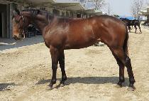 ��ũ¯ (SHARK JJANG) ����