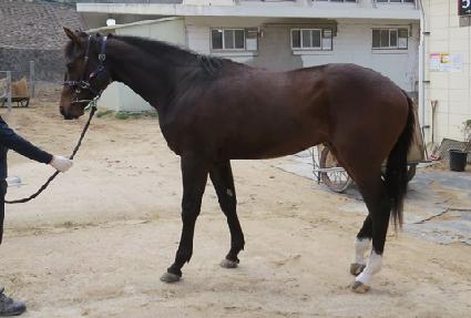 ����Ǫ ����