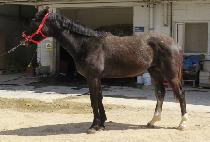 �׷���ŷ�� (GREY KINGDOM) ����