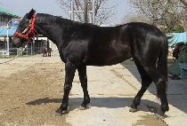 ���̽��� (ACE CHAN) ����