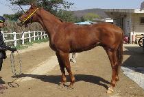 �񹫷� (BIMURYANG) ����