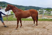 ����Ÿ�̰� (BURNING TIGER) ����