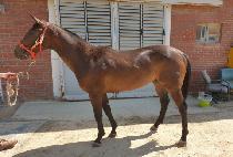 ���ۻ�Ÿ (SUPER SANTA) ����