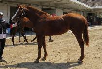 �������̸� (SAENAE IRENE) ����