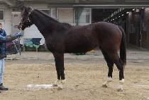 �����ö��� (MYEONGJIN FLY) ����