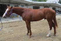 ������Ż� (BYEOLNARA SINSA) ����