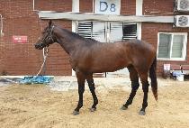 ��������� (ANOTHER LEGEND) ����