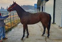 ���¯ (SAMBA JJANG) ����