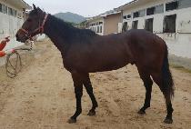 ��������ġ (YEONGGWANGUI PUNCH) ����