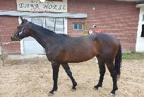 �����Ǽ��̺� (YEONGGWANGUI SAVE) ����