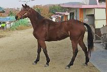 �̻����� (MISSILE QUEEN) ����