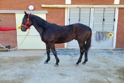 ����Į ����