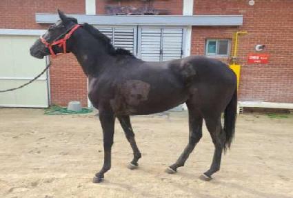 ���������� ����