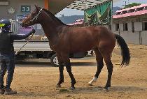 ����ŷ���� (VIKING JOY) ����