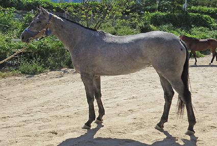 ���������� ����