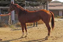 ������ (RUN TO GOAL) ����