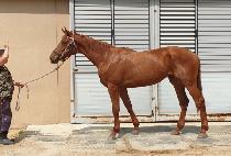 �ο����� (ROYAL LANGFUHR) ����