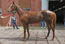 CUPID WONDER picture