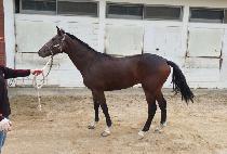 ������� (WISE BOSS) ����