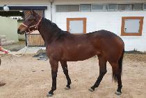 �����ƽ����� (MARIA��S EMBER) ����