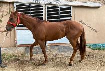 �����̼� (B J SONG) ����