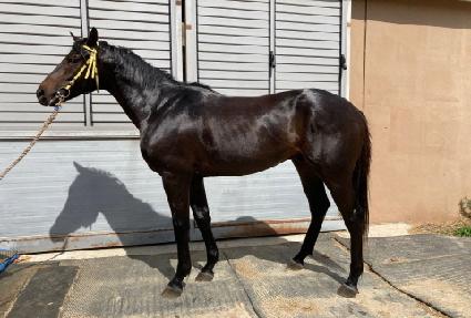 ������ŷ ����