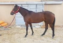 �ƶ�ٿ� (ARA DAUM) ����