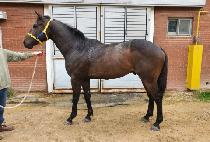 ��ī��ĸƾ (SKY CAPTAIN) ����