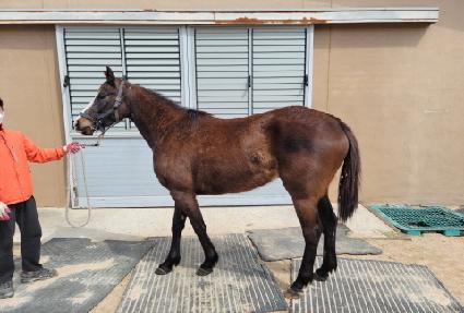 ���̾�Ͻ� ����