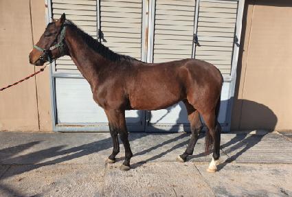 ���������� ����