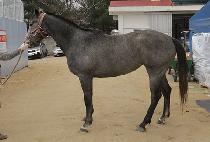 ������ũ�� (ANGEL RAQS) ����