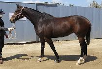 �ٽ�Ÿ (TEN STAR) ����