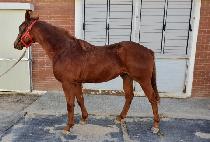 ��׼� (MORNING SUN) ����