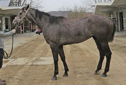 ���Ÿ ����