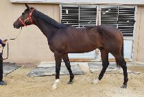 ������ (WONDER GOAL) ����