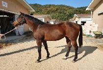 �����ͼ�ũ (AFTERSHOCK) ����