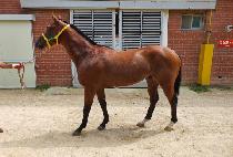 �ְ���� (CHOEGANG SSONSAL) ����