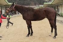 �����ȷν� (BUCEPHALOS) ����