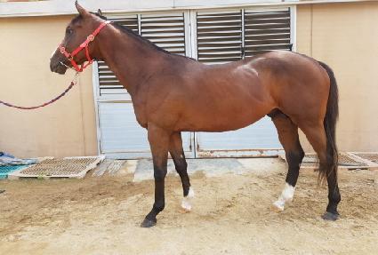 �޴ϱ۷θ� ����