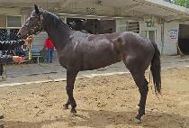 ��ǳõ�� (JILPUNG CHEONHA) ����