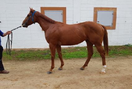 ����̺꽺Ÿ ����