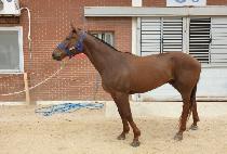 ġ�����Ǽ� (CHIEF OFFICER) ����