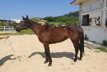 �ٽÿ��� (DASI YEONGGWANG) ����