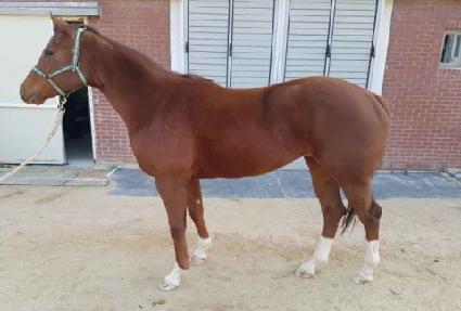 �÷�Ǯ�ε� ����